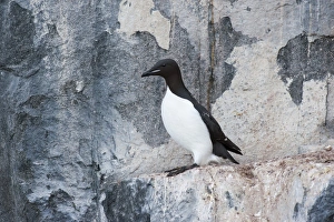 Thick-billed Murre or Bruennich's Guillemot -Uria lomvia- at the bird cliffs of Alkefjellet Thick-billed Murre or Bruennich's Guillemot -Uria lomvia- at the bird cliffs of Alkefjellet