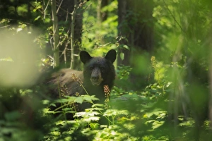 <b class=qtipBold><figcaption>Through the Thicket</figcaption></b><br>A black bear peers through the dense forests of Grand Teton National Park, Wyoming.<br><em>© 2014 Chase Dekker Wild-Life Images</em> Through the Thicket