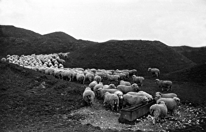 <b class=qtipBold><figcaption>Thirsty Sheep</figcaption></b><br>9th July 1949: A flock of sheep waiting by the water trough at Maiden Castle Farm, Dorchester. Original Publication: Picture Post - 4826 - Where Are The Downland Sheep? - pub. 1949 (Photo by Raymond Kleboe/Picture Post/Getty Images) Thirsty Sheep