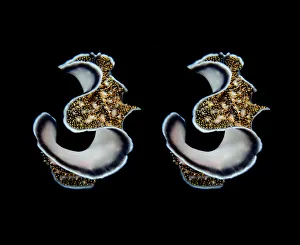 <b class=qtipBold><figcaption>Thirty tree</figcaption></b><br>Flat worm dancing at night.Underwater close-up. Mirroring. Philippines<br><em>© Andrey Narchuk</em> Thirty tree