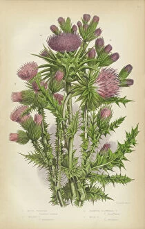 Images Dated 2nd March 2016: Thistle, Milk Thistle, Musk Thistle, Scotland, Victorian Botanical Illustration