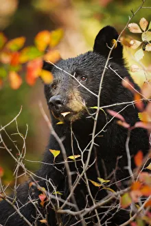 <b class=qtipBold><figcaption>Through the Thorns</figcaption></b><br>A black bear sow takes a break from her autumn berry feast to check on her two cubs in a nearby tree. Taken in Grand Teton National Park, Wyoming.<br><em>© 2014 Chase Dekker Wild-Life Images</em> Through the Thorns
