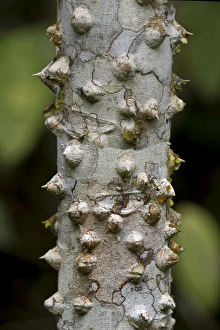 Thorny bark of the silk floss tree -Ceiba speciosa-, Tambopata Nature Reserve Thorny bark of the silk floss tree -Ceiba speciosa-, Tambopata Nature Reserve