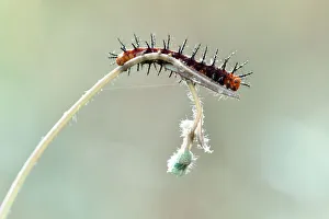 <b class=qtipBold><figcaption>Thorny Caterpillars</figcaption></b><br>Insects On Earth, 186889521<br><em>© Donald Jusa</em> Thorny Caterpillars