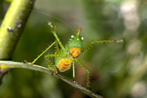 Threatening pose of a Spiny Devil Bush cricket -Panacanthus cuspidatus Threatening pose of a Spiny Devil Bush cricket -Panacanthus cuspidatus