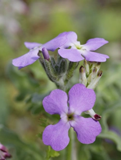 Three-horned Stock -Matthiola tricuspidata-, inflorescence, Dilek National Park, Kusadasi Three-horned Stock -Matthiola tricuspidata-, inflorescence, Dilek National Park, Kusadasi