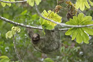 Three-toed Sloth Three-toed Sloth