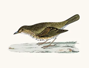 <b class=qtipBold><figcaption>Thrush bird</figcaption></b><br>A photograph of an original hand-colored engraving from The History of British Birds by Morris published in 1853-1891.<br><em>© mashuk</em> Thrush bird
