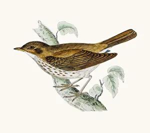 <b class=qtipBold><figcaption>Thrush bird</figcaption></b><br>A photograph of an original hand-colored engraving from The History of British Birds by Morris published in 1853-1891.<br><em>© mashuk</em> Thrush bird
