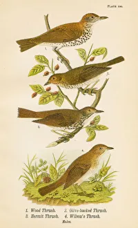Magical world illustration/palmer illustrated collection/thrush bird lithograph 1890 Magical world illustration/palmer illustrated collection/thrush bird lithograph 1890