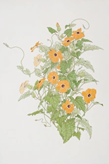 Thunbergia alata, Black-eyed Susan plant, front view Thunbergia alata, Black-eyed Susan plant, front view