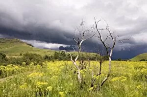 Images Dated 2nd January 2006: A Thunderstorm Brewing in the Drakensberg Mountains