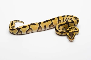 Tiger Ball Python or Royal Python -Python regius-, female Tiger Ball Python or Royal Python -Python regius-, female
