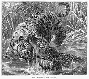Feline Collection: Tiger and crocodile engraving 1894