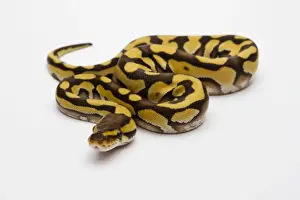 Prints of Tiger Phantom Ball Python or Royal Python -Python regius-, female Ball Python Prints: Tiger Phantom Ball Python Print - Royal Python