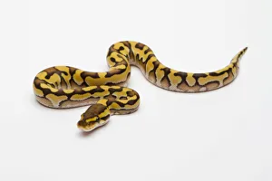 Tiger Phantom Yellow Belly Ball Python or Royal Python -Python regius-, male Tiger Phantom Yellow Belly Ball Python or Royal Python -Python regius-, male