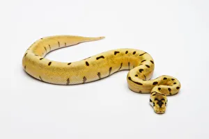 Tiger Spider Ball Python or Royal Python -Python regius-, female Tiger Spider Ball Python or Royal Python -Python regius-, female