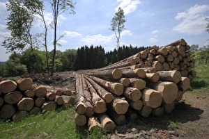 Timber harvesting, timber, spruces lying on the road, cleared area behind, Wipperfuerth Timber harvesting, timber, spruces lying on the road, cleared area behind, Wipperfuerth