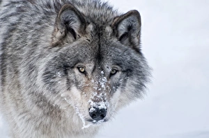 <b class=qtipBold><figcaption>Timber Wolf</figcaption></b><br>Portrait image of a Timber Wolf with some snow on it muzzle.<br><em>© All Rights Reserved Worldwide. All photographs are owned and copyright by Michael Cummings. Do not use, edit or in anyway alter</em> Timber Wolf