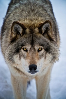 <b class=qtipBold><figcaption>Timber Wolf</figcaption></b><br>Portrait picture of a Yukon Timber Wolf.<br><em>© Copyright 2013 Michael Cummings</em> Timber Wolf