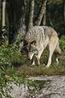<b class=qtipBold><figcaption>Timber Wolf</figcaption></b><br>This Timber Wolf is walking with it's head down.<br><em>© Copyright 2010 Michael Cummings</em> Timber Wolf