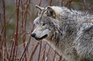 <b class=qtipBold><figcaption>Timber Wolf</figcaption></b><br>This is a portrait of a very majestic mature Timber Wolf.<br><em>© Copyright 2010 Michael Cummings</em> Timber Wolf