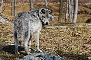 <b class=qtipBold><figcaption>Timber Wolf</figcaption></b><br>Timber wolf standing in a field and looking back.<br><em>© copyright 2010 Michael Cummings</em> Timber Wolf