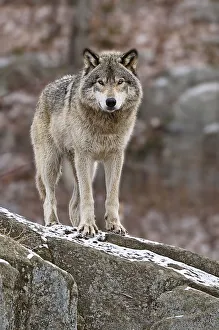<b class=qtipBold><figcaption>Timber Wolf</figcaption></b><br>This is a photograph of a Timber Wolf standing on a rock. Background is out of focus.<br><em>© Copyright 2010 Michael Cummings</em> Timber Wolf