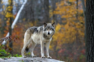 <b class=qtipBold><figcaption>Timber Wolf 14</figcaption></b><br>A timber wolf stands ready on a rock<br><em>© Jim Cumming</em> Timber Wolf 14
