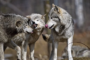 <b class=qtipBold><figcaption>Timber Wolf Agression</figcaption></b><br>This is an Alpha pair disciplining a subordinate.<br><em>© Copyright 2010 Michael Cummings</em> Timber Wolf Agression