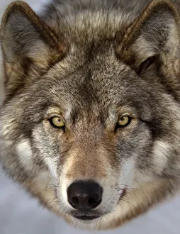 <b class=qtipBold><figcaption>Timber wolf closeup</figcaption></b><br>timber wolf, wolf, closeup, predator, fur<br><em>© JIm Cumming</em> Timber wolf closeup