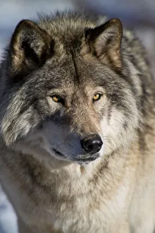 <b class=qtipBold><figcaption>Timber Wolf Portrait</figcaption></b><br>Portrait of a Timber Wolf or Eastern Gray Wolf.<br><em>© All photographs are owned and copyright by Michael Cummings</em> Timber Wolf Portrait