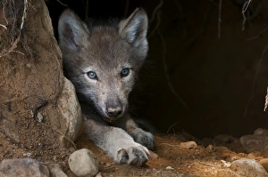<b class=qtipBold><figcaption>Timber wolf pup</figcaption></b><br>A little older and quite a bit bigger the Timber Wolf pup still stay near the den entrance.<br><em>© Copyright 2011 Michael Cummings</em> Timber wolf pup