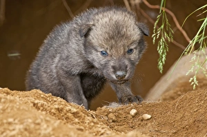<b class=qtipBold><figcaption>Timber Wolf Pup</figcaption></b><br>This is a Timber Wolf pup just coming out from the den. Probably one of the first ventures out of the den.<br><em>© Copyright 2011 Michael Cummings</em> Timber Wolf Pup