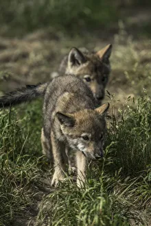 <b class=qtipBold><figcaption>Timber Wolf Pups</figcaption></b><br>Two Gray or Timber Wolf pup standing one in front of the other.<br><em>© COPYRIGHT 2016</em> Timber Wolf Pups