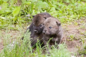 <b class=qtipBold><figcaption>Timber Wolf Pups</figcaption></b><br>This pair of very young Timber Wolf Pups are head to head looking at something off in the distance.<br><em>© Copyright 2011 Michael Cummings</em> Timber Wolf Pups