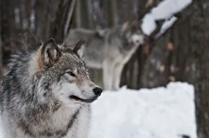 <b class=qtipBold><figcaption>Timber wolves</figcaption></b><br>Two Timber Wolves. The forefront wolf is looking off to the right. The behind wolf is blurred and also looking right.<br><em>© Copyright 2012 Michael Cummings</em> Timber wolves
