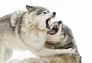 Images Dated 15th December 2013: Timber wolves play fighting in the snow