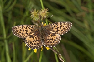 Titanias Fritillary or Purple Bog Fritillary -Clossiana titania-, Vorarlberg, Austria Titanias Fritillary or Purple Bog Fritillary -Clossiana titania-, Vorarlberg, Austria