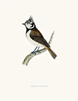 <b class=qtipBold><figcaption>Titmouse bird</figcaption></b><br>A photograph of an original hand-colored engraving from The History of British Birds by Morris published in 1853-1891.<br><em>© mashuk</em> Titmouse bird