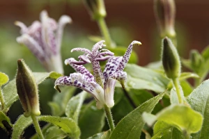 Toad Lily or Hairy Toad Lily (Tricyrtis hirta, Tricyrtis japonica), flower, garden plant Toad Lily or Hairy Toad Lily (Tricyrtis hirta, Tricyrtis japonica), flower, garden plant