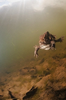 <b class=qtipBold><figcaption>Toads mating</figcaption></b><br>Early spring toads mating season begins in small pond.<br><em>© Andrey Nrchuk</em> Toads mating