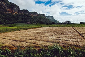 Tobacco growing field in Vinales valley, Cuba Tobacco growing field in Vinales valley, Cuba