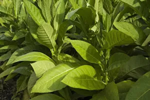 Images Dated 2nd September 2012: Tobacco plants -Nicotiana tabacum-, Montreal, Quebec Province, Canada