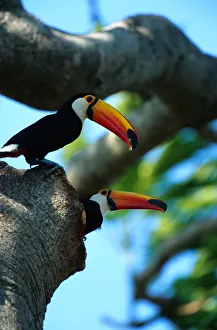 Toco toucans (Ramphastos toco) in tree hole, Pantanal, Brazil Toco toucans (Ramphastos toco) in tree hole, Pantanal, Brazil