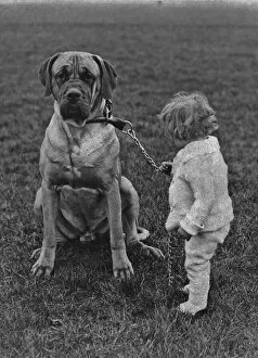 Images Dated 31st January 2011: Toddler And Mastiff