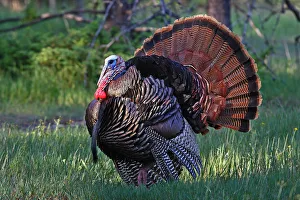 <b class=qtipBold><figcaption>Tom Turkey2</figcaption></b><br>Caught this Tom turkey walking through the local woods, surprised I got as close as I did.<br><em>© Jim Cumming</em> Tom Turkey2