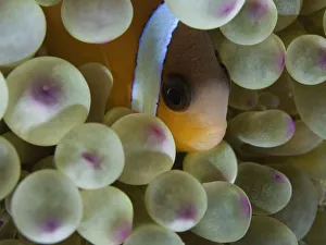 Tomato anemone fish (Amphiprion frenatus), close-up, underwater view Tomato anemone fish (Amphiprion frenatus), close-up, underwater view