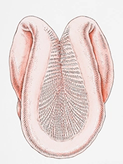 Tongue of cat, curling like ladle to lap up liquid, each papilla pointing backwards, so tongue can be used like rasp Tongue of cat, curling like ladle to lap up liquid, each papilla pointing backwards, so tongue can be used like rasp