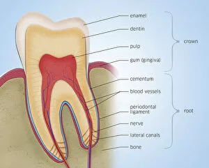 Anatomical Gallery: Tooth anatomy, illustration